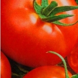 Alfa paradajz: karakteristike i opis sorte